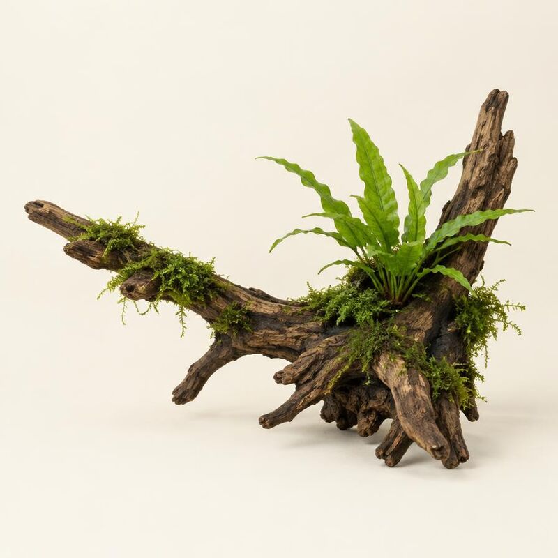 Aquarium driftwood with Java moss and fern attached
